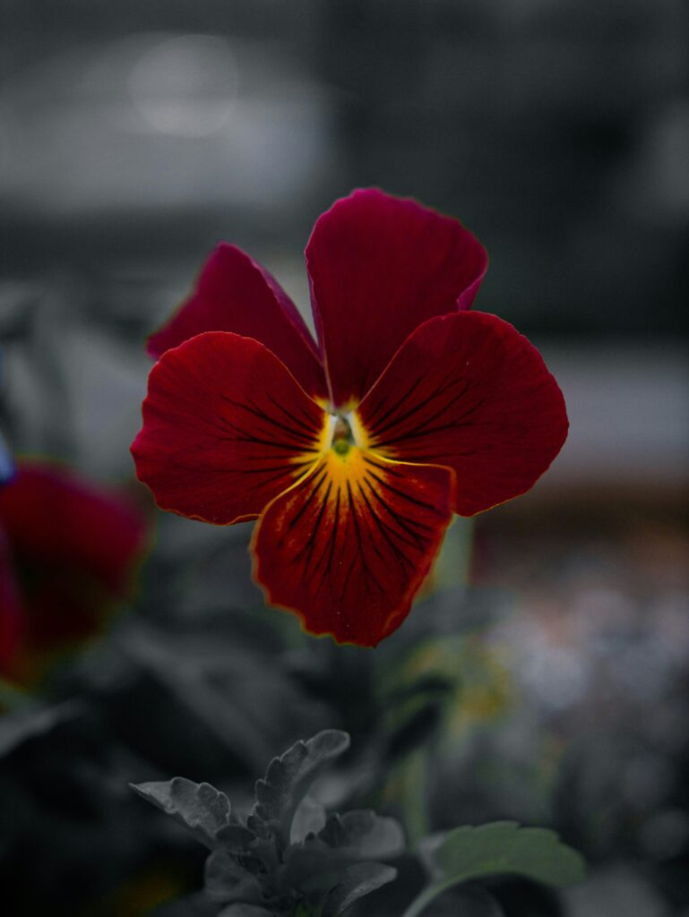 1. Nature Photography Apps