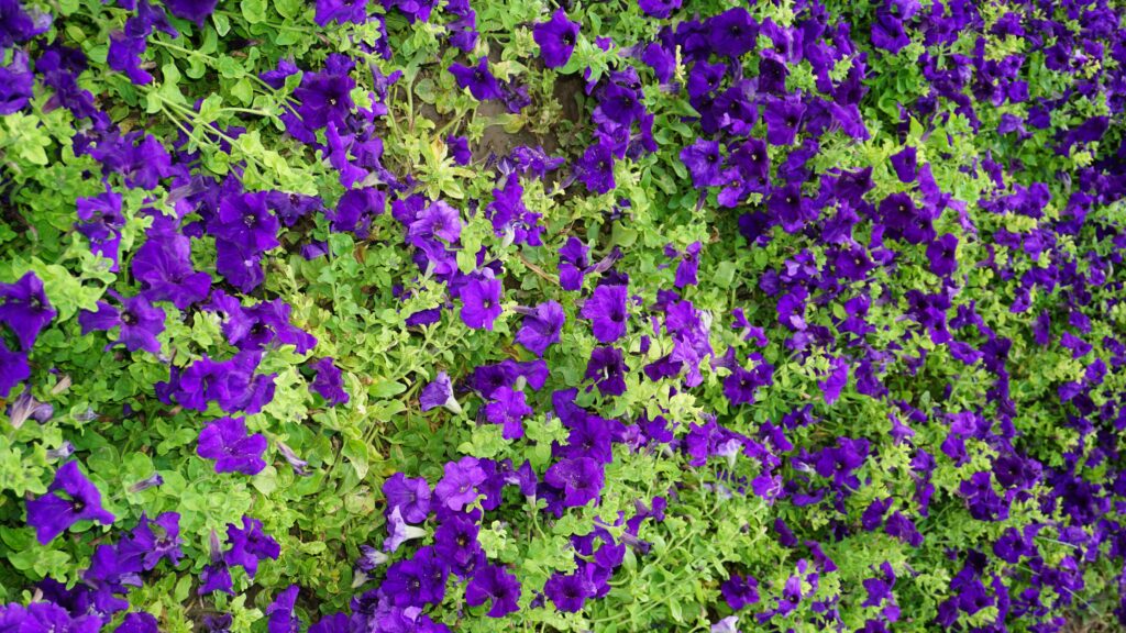 1. Nature Photography Apps