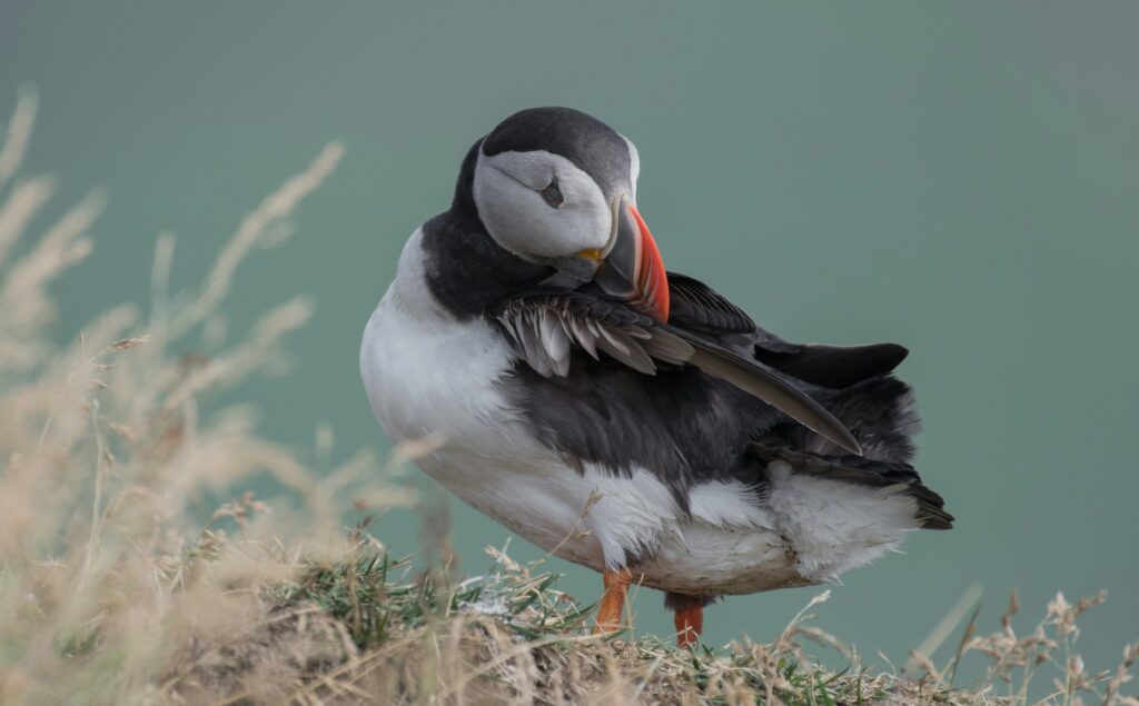 11. Birdwatching Apps For Android