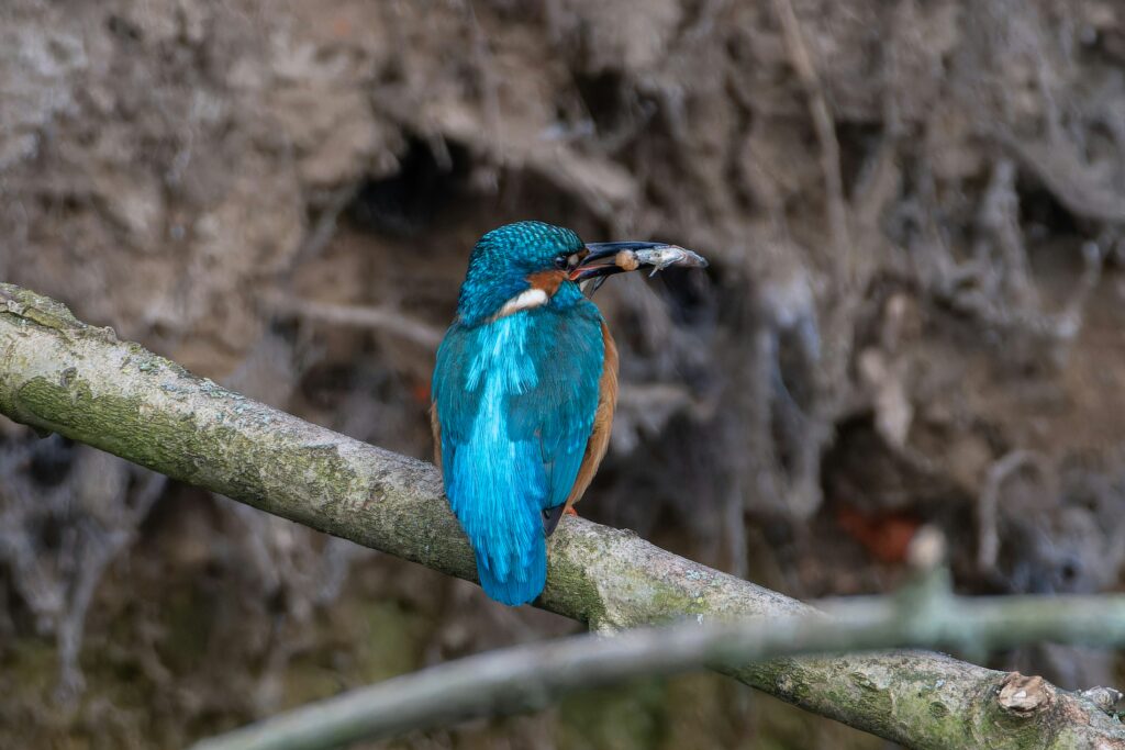 11. Birdwatching Apps For Android