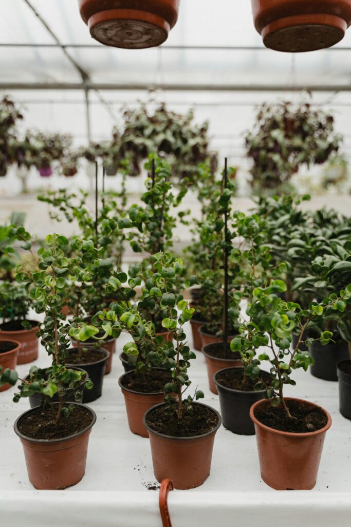 6. Plant Identification Apps