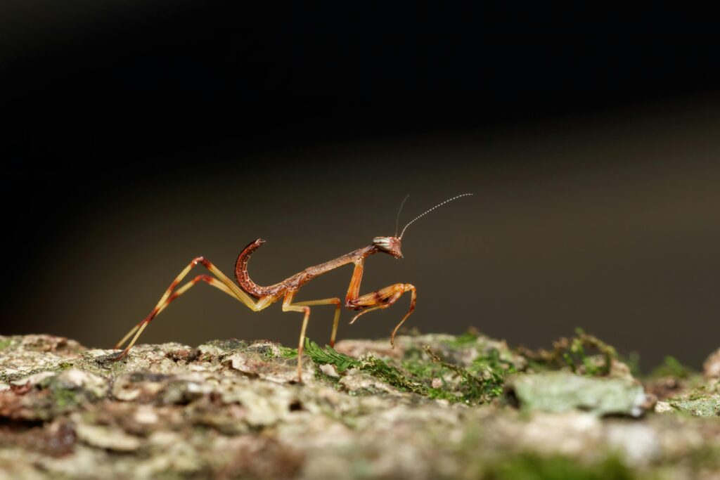 8. Wildlife Tracking Apps