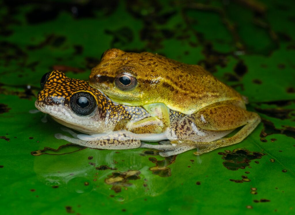 8. Wildlife Tracking Apps