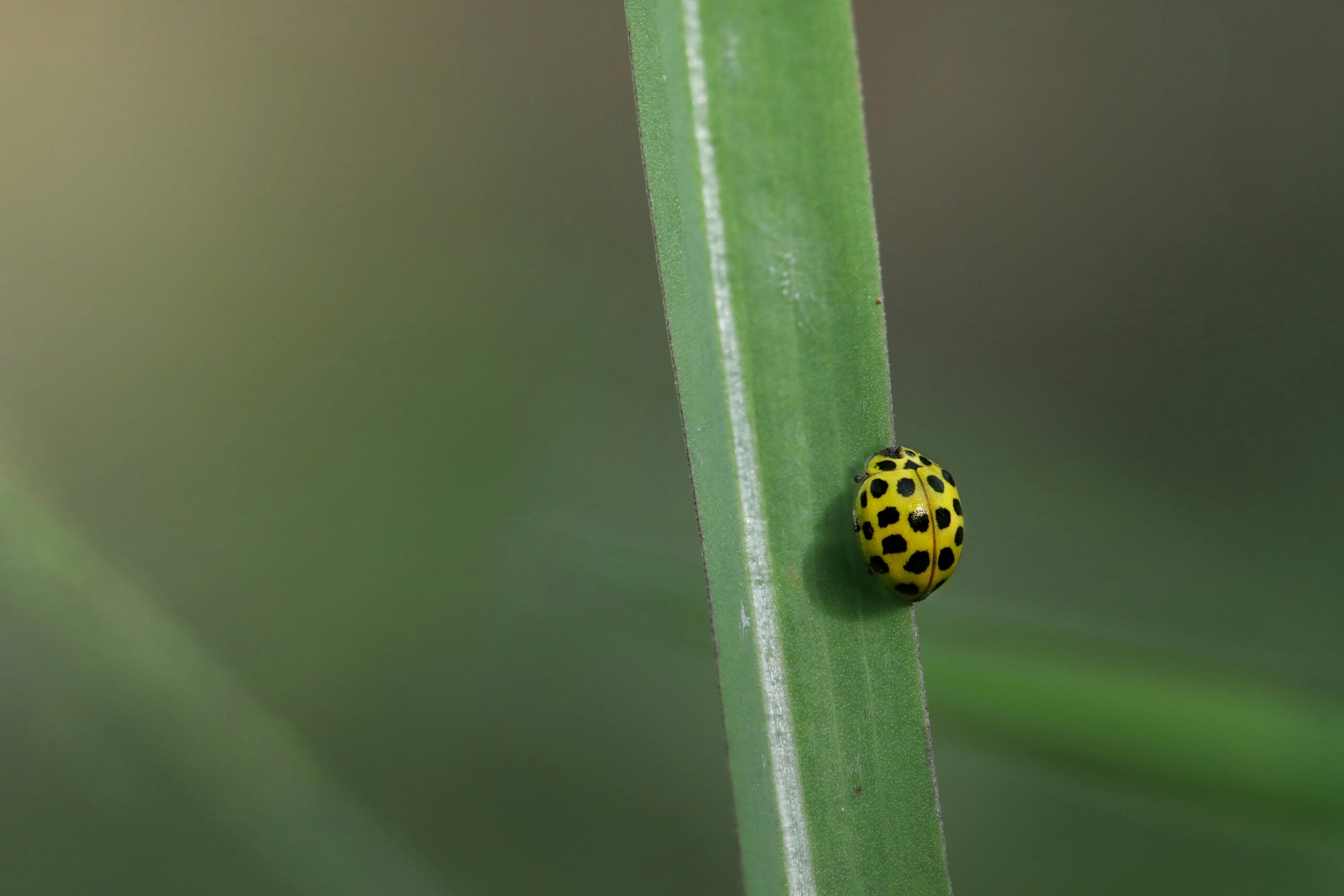 Nature Documentaries On Android