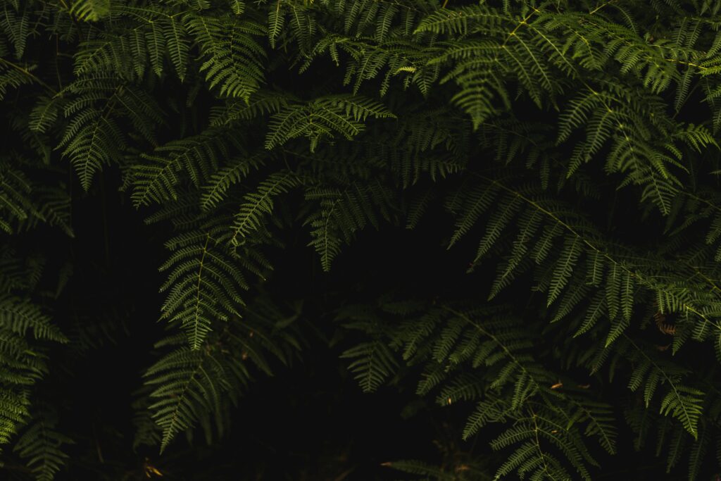 18. Nature Journal Apps