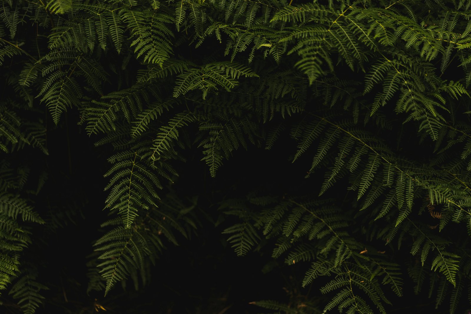 Android apps for nature, art and travel on one device
