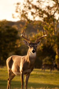 Deer in nature