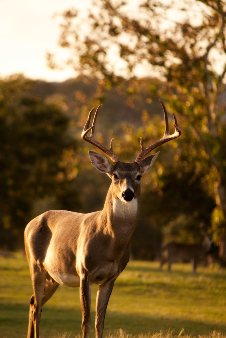 Deer in nature