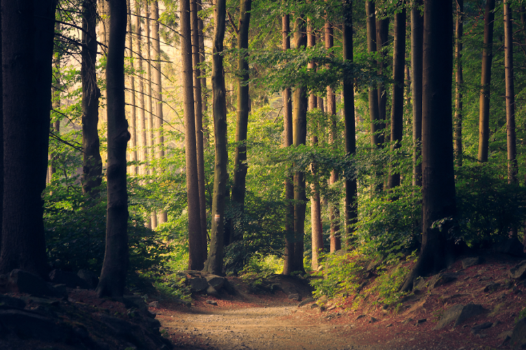 Forest trees