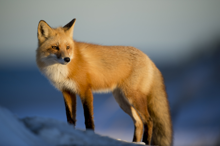 Wildlife in nature